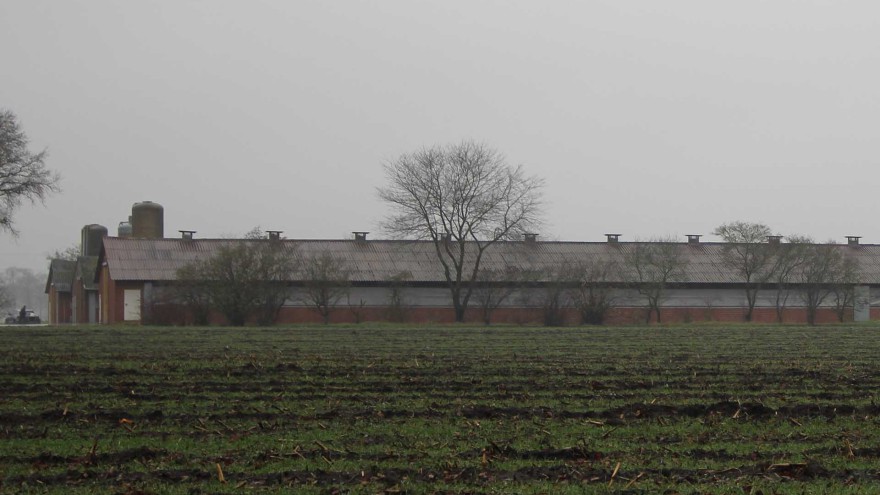 Vogelgrippe
