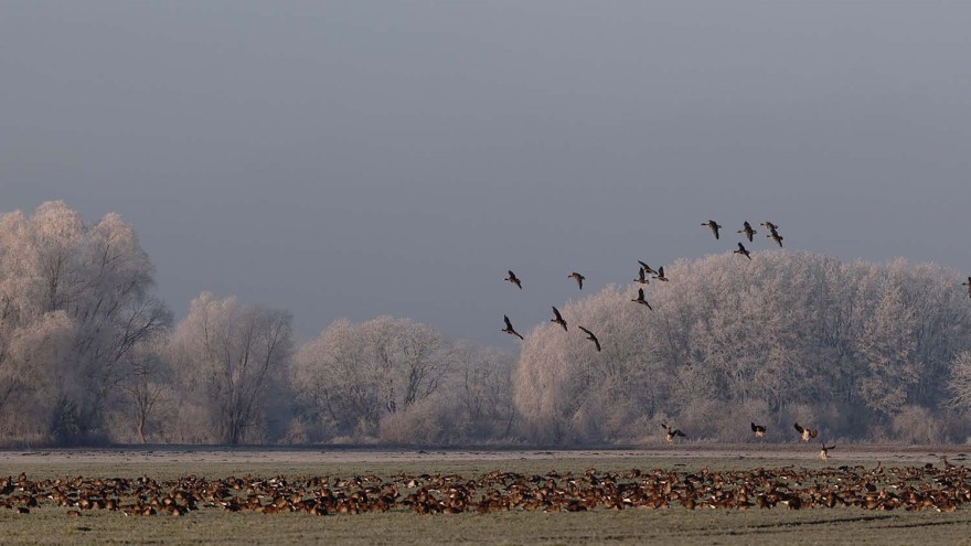 Vogelgrippe