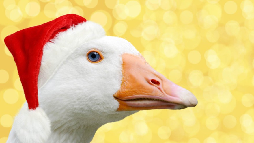 gans mit weihnachtsmütze
