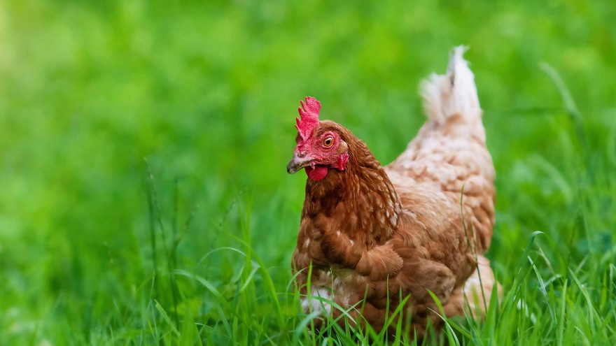 Huhn auf Wiese