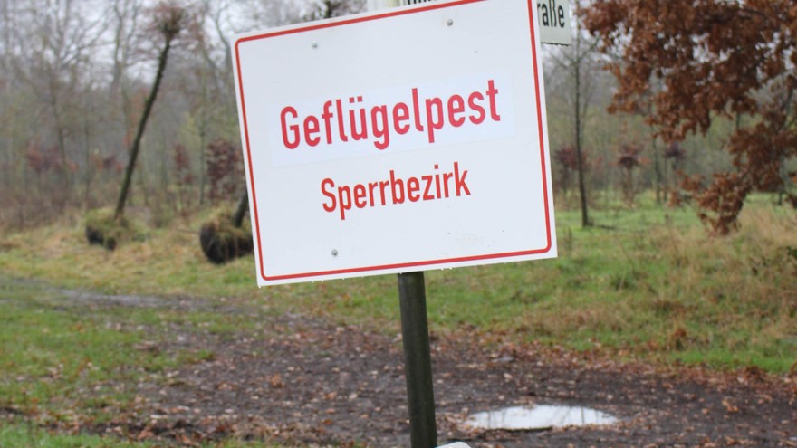 Geflügelpest