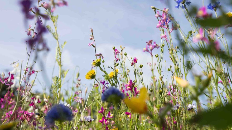 Blumenwiese
