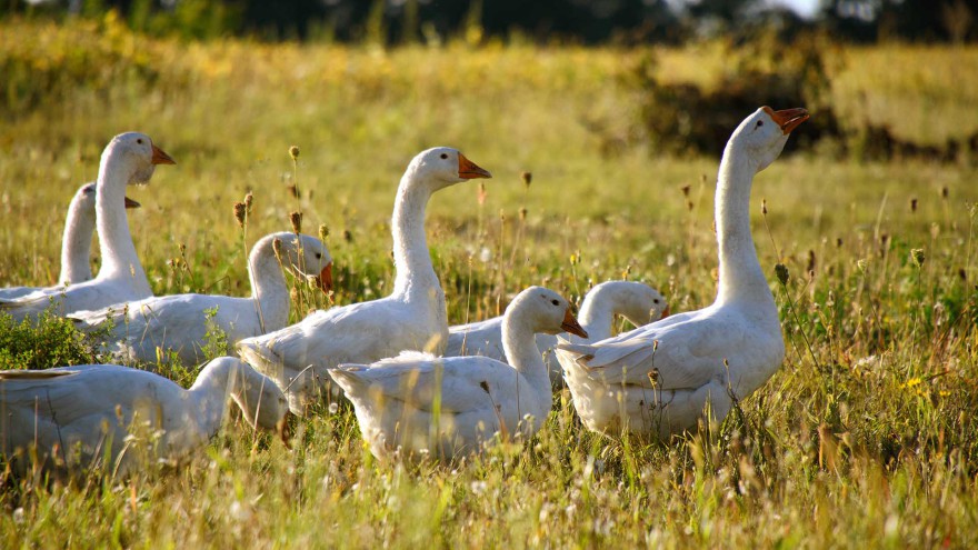 Gänse