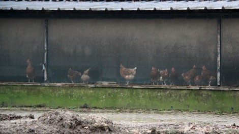 Vogelgrippe in den Niederlanden