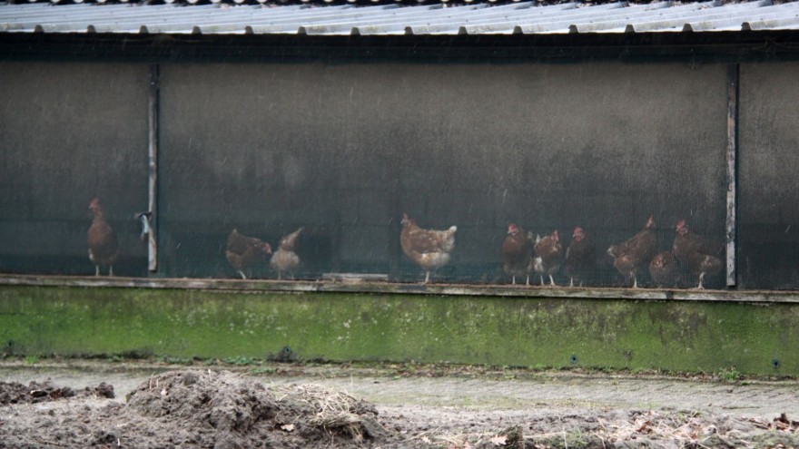 Vogelgrippe in den Niederlanden