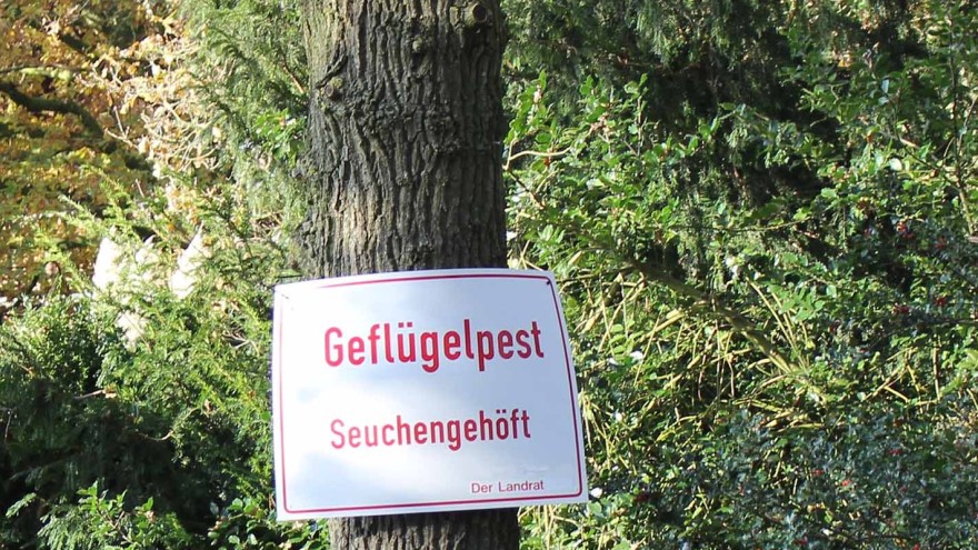 Geflügelpest