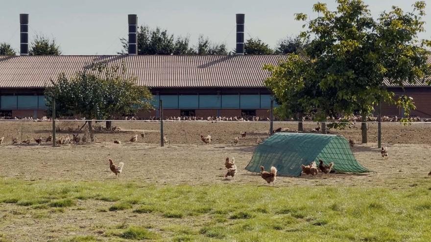 auslauf legehennen