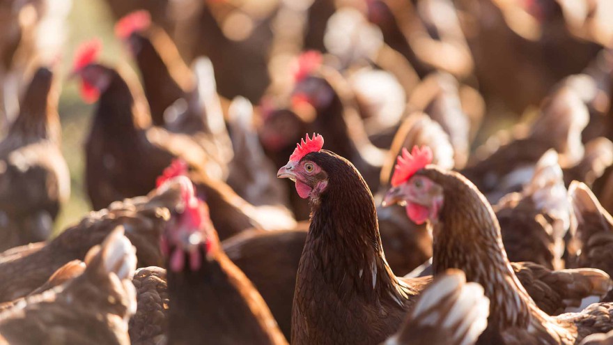 hens
