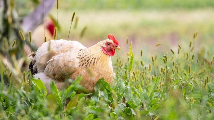 Hobbyhuhn Gro0britannien