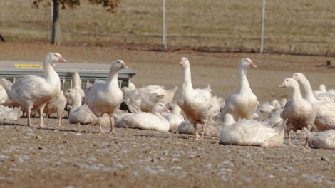 Gänse