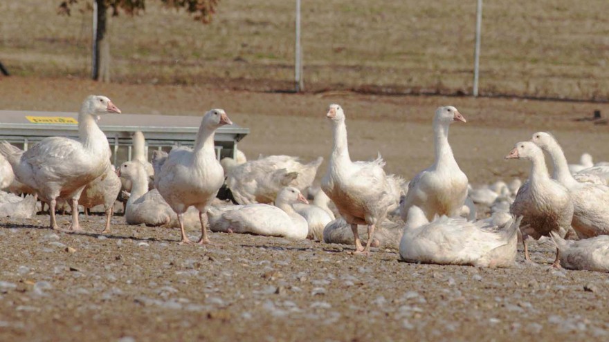 Gänse