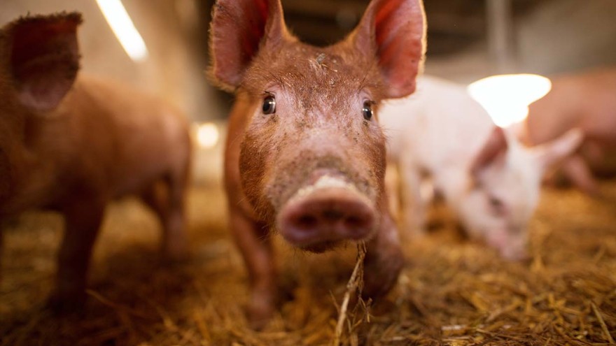 Schwein Haltungsform