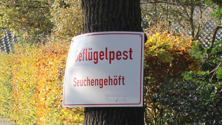 Geflügelpest Puten