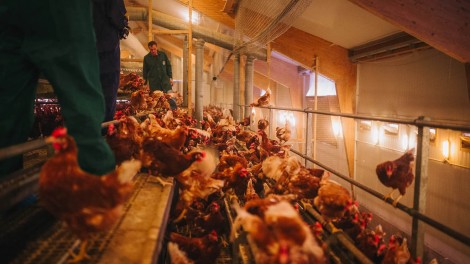Legehenne Freiland Tiermanagement