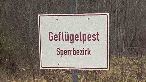 geflügelpest