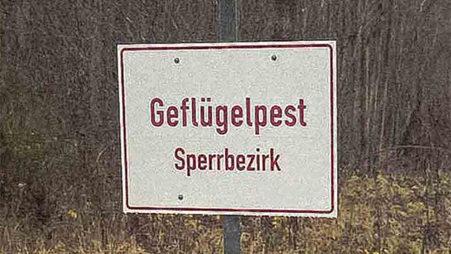 geflügelpest