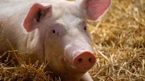 Schwein Umbau Tierhaltung