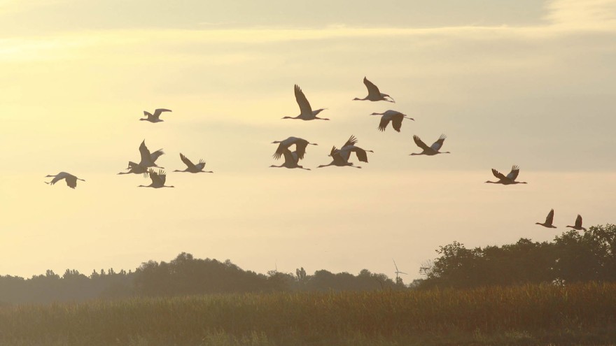 kraniche vogelgrippe