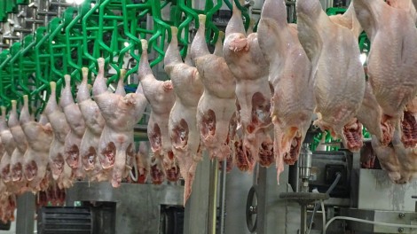 Hähnchenfleisch