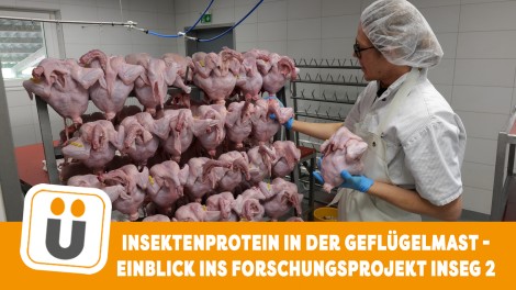 aufgespiete Hähnchenschlachkörper