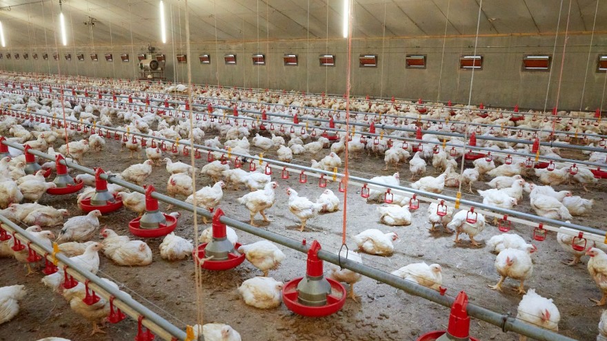 better chickens