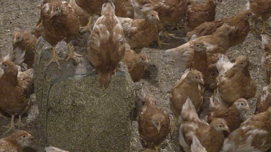 vermehrung friedrichsruh