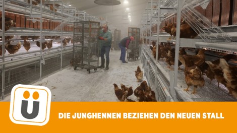 Reuvers Junghennen