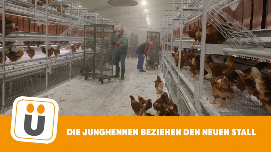 Reuvers Junghennen