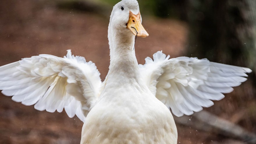 Ente schlägt mit den Flügeln