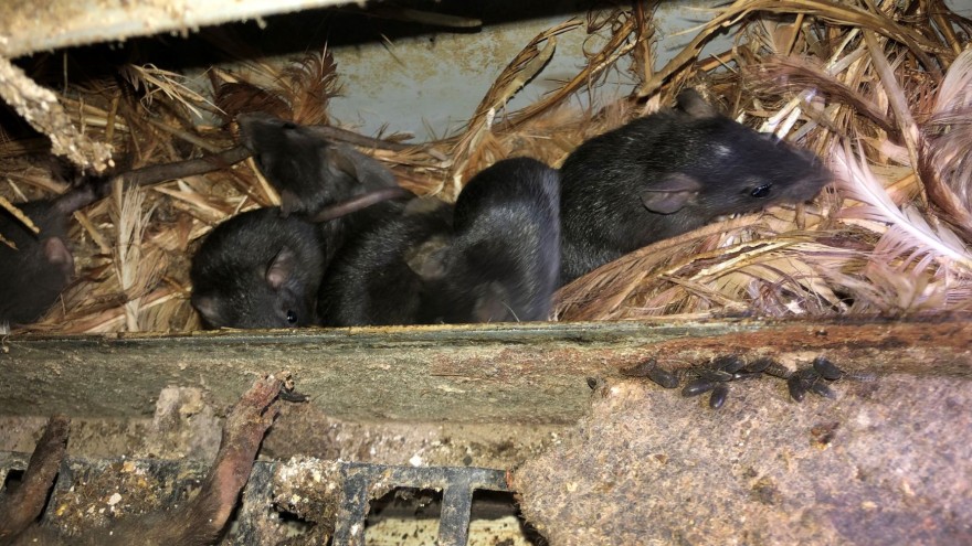 Ratten