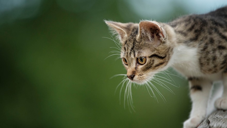 Katze_Kuh:Vogelgrippe