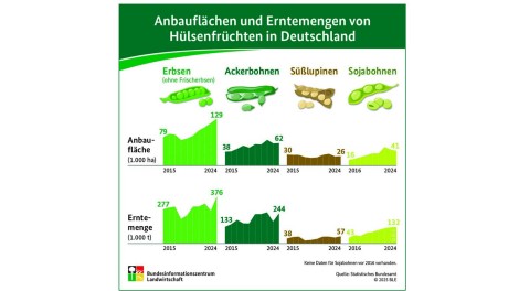 Hülsenfrüchte