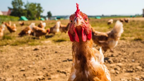 HUhn schaut in die Kamera