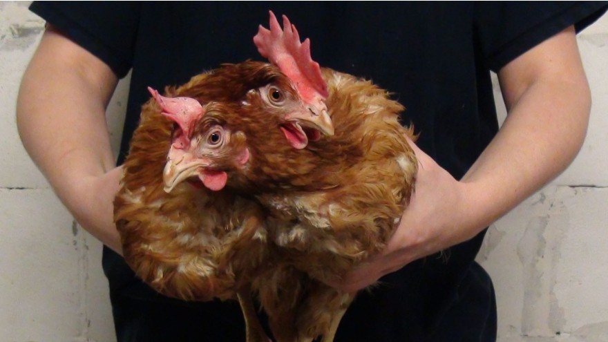 geflügel aufrecht fangen