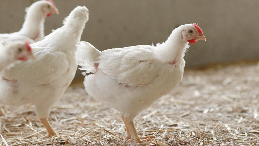 Hähnchen