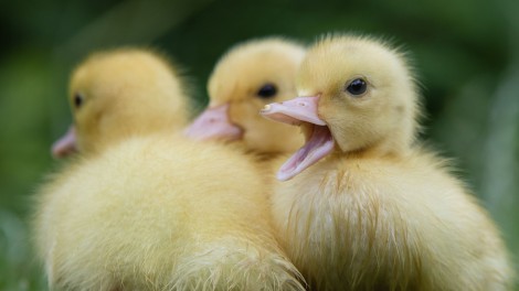 Enten Frankreich