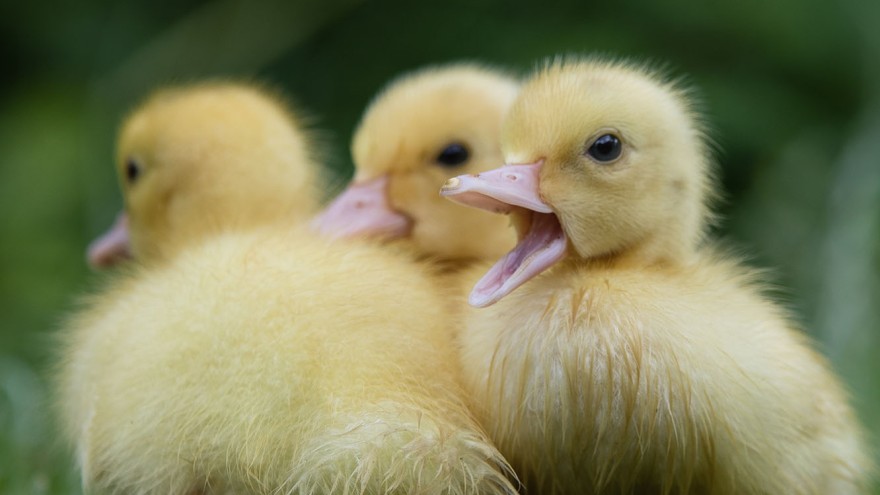 Enten Frankreich