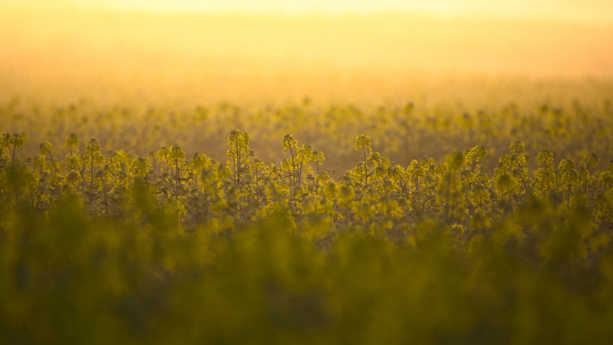 Raps Hintergrundbild