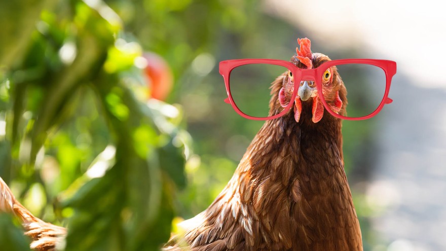 Huhn Schweiz