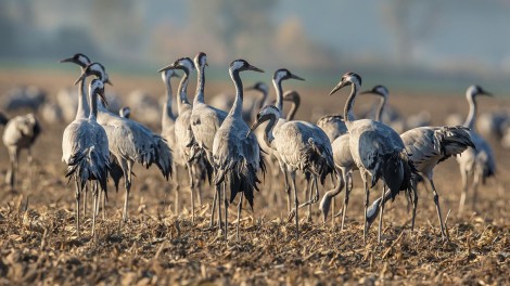 Maisstoppeln, Kraniche Vogelgrippe