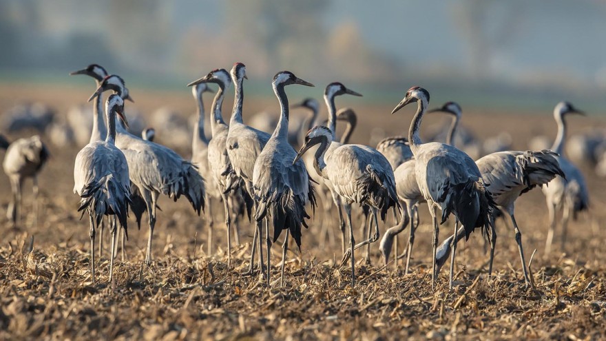 Maisstoppeln, Kraniche Vogelgrippe