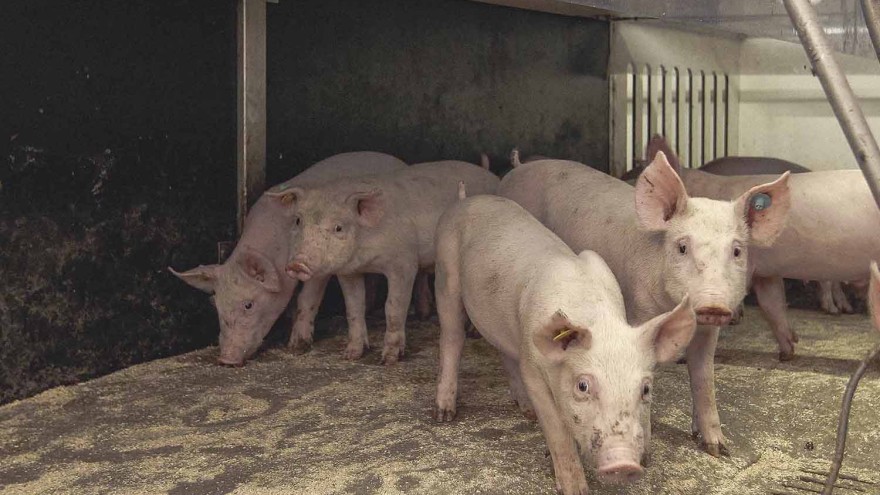 schweine