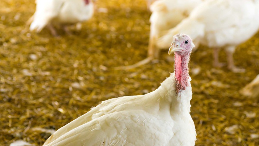 Vogelgrippe Bayern