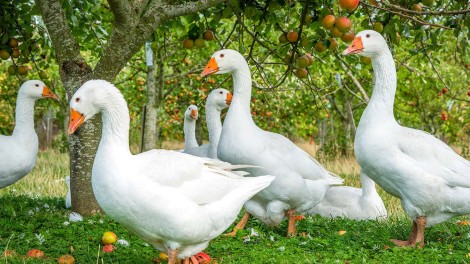 Gänse