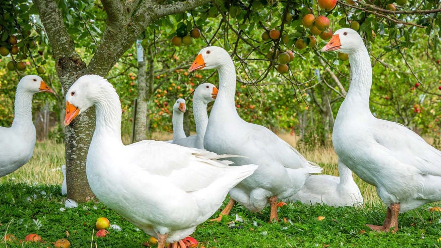 Gänse