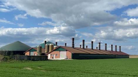 Schulze Hähnchenmast