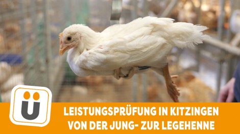 GN Leistungsprüfung