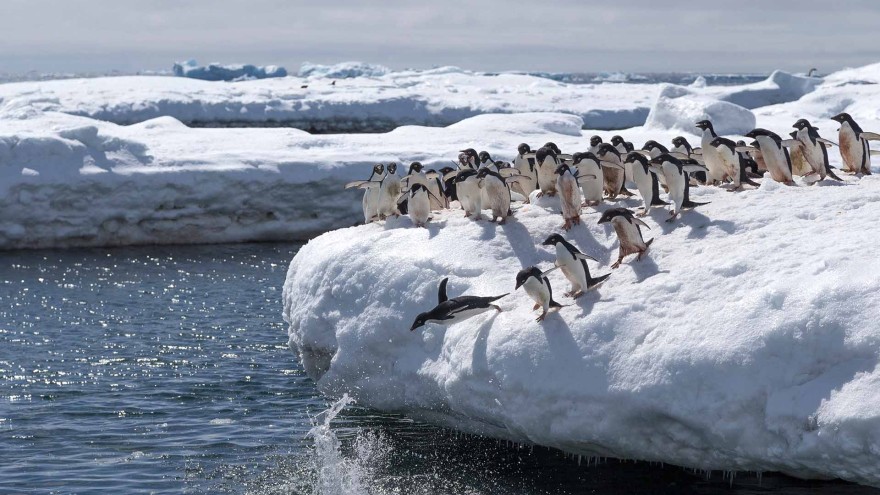 Pinguine