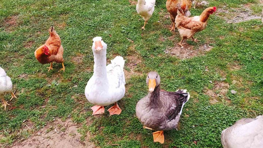 Vogelgrippe Bayern