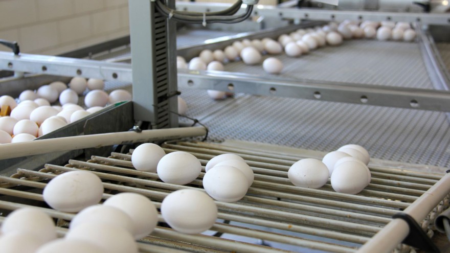 Eier Sammelband